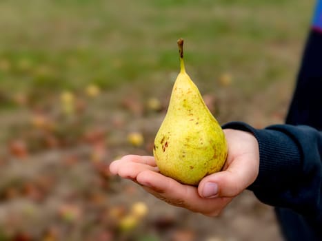 Ripe yellow pear stands upright in the hand of a child in front of blurred background