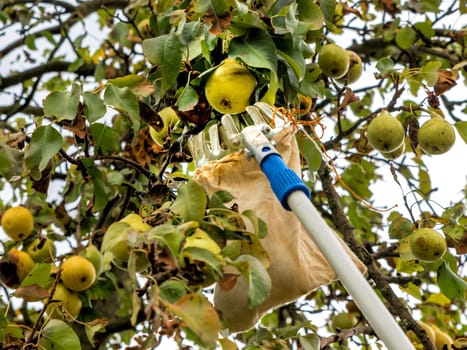 Harvest ripe pears with a fruit platter from the tree