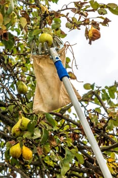 Harvest ripe pears with a fruit platter from the tree
