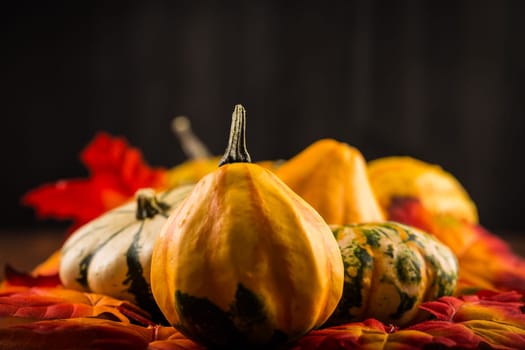 Thanksgiving and Halloween pumpkins still life