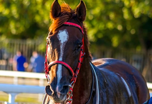Portrait of the red arab stallion,Russia.