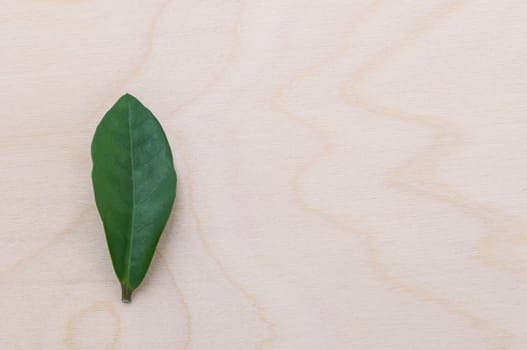 background wooden wood texture with a green leaf