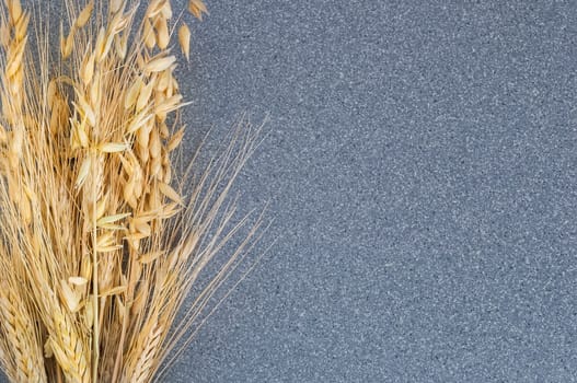 Brightly yellow ears of wheat and barley on the background of gray granite.