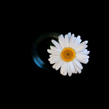 Camomile large flower in a glass on a black background. View from above. The location is in the center.