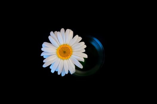 A white chamomile flower in a glass on a black background.