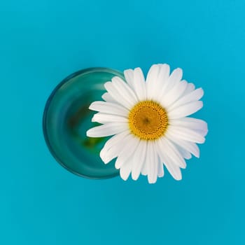 large chamomile flower in a glass on a blue background located in the center