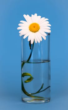 Large chamomile flower in a glass of water on a blue background, vertical image.