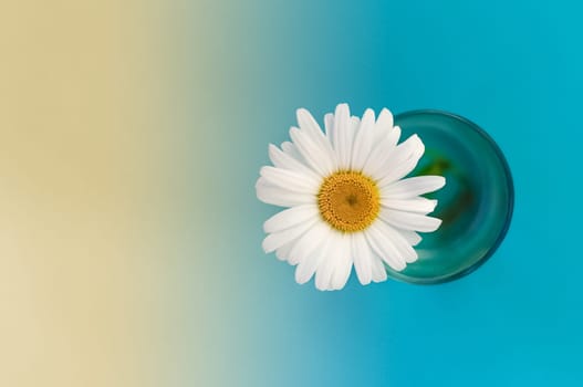 chamomile flower in a glass of water on the right side of the image, background left yellow, right blue