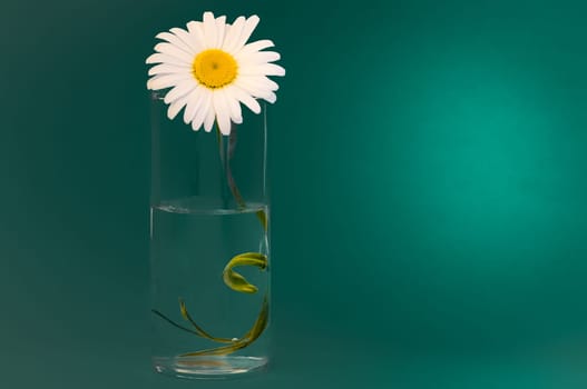 On a dark green background a glass with chamomile, on the right place for the inscription.