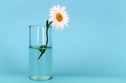 A glass with a beautiful chamomile flower on a gentle blue background, on the right is a place for an inscription.