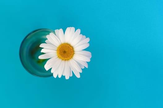 on the left side is a large chamomile flower in a glass on a blue background