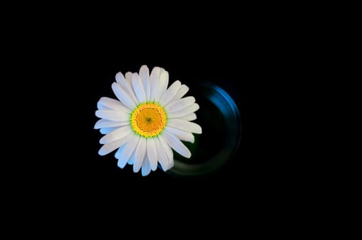 Chamomile with a core of yellow-green color located in the center, in a glass on a black background.