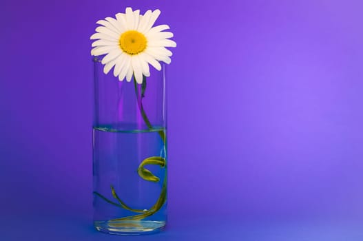 On a purple background a glass with chamomile, on the right place for the inscription.