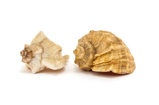 Two seashells isolated on a white background isolated
