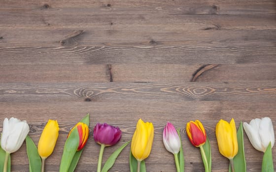 Many multicolored tulips in a row on the bottom of the background of wood.