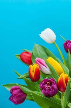 Many multicolored tulips form a frame on a wood background.