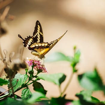 Rear full-length view of a King's Swallowtail (lat: Papilio thoas) in Bavaria sucking the nectar at a red blossom.