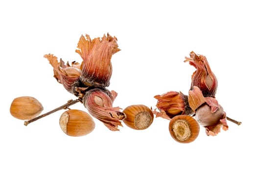 Freshly harvested hazelnuts isolated on white without shadow