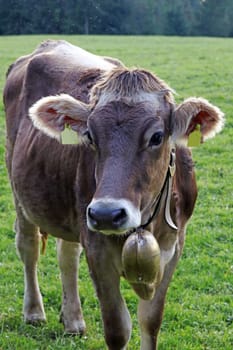 A beautiful young brown cattle with a bell on the pasture