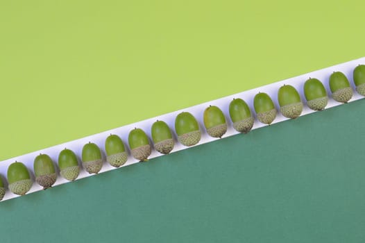 green acorns in a row on light green, dark green and white background with copy space