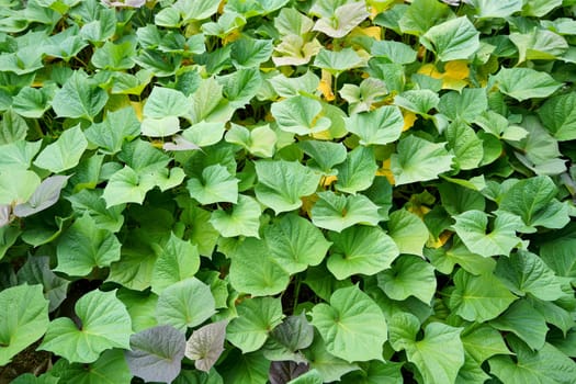 Green sweet potato plants in growth at field