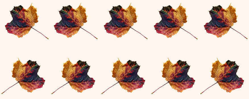 Colorful autumn leaves on a light wood background. Background with leaves