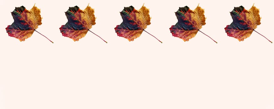 Colorful autumn leaves on a light wood background. Background with leaves