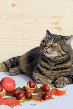 A cat in front of chestnuts and leaves. Pets in autumn