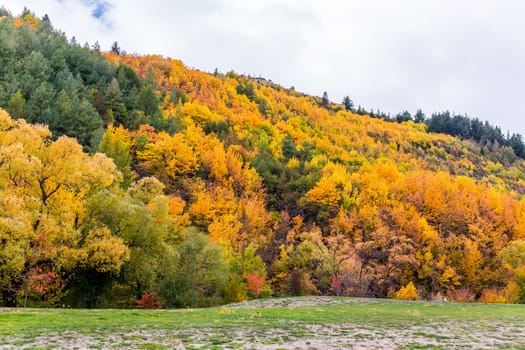 Colorful autumn foliage and green pine trees in Arrowtown, Central Otago, South Island, New Zealand.