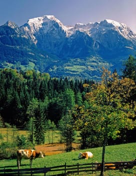 Bavarian scenery with Alps and cattle