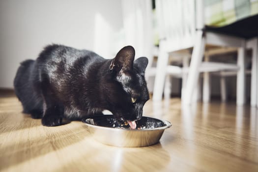 Close-up view of black cat while eating food from bowl at home.