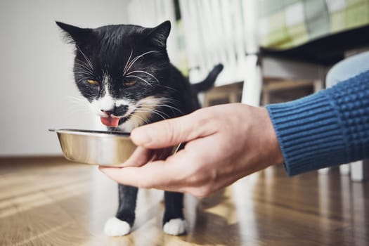 Pet owner holding bowl with feeding for his hungry cat at home kitchen.
