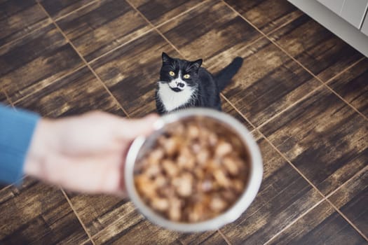 Pet owner holding bowl with feeding for his hungry cat at home kitchen.