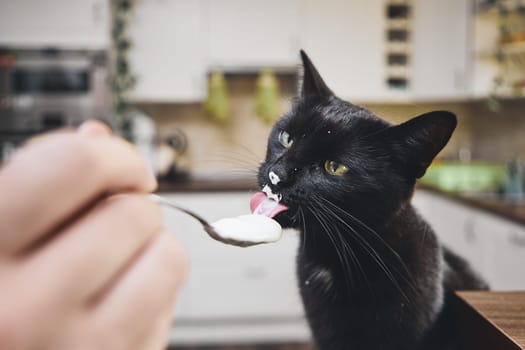 Black cat licking yogurt from spoon his pet owner at home kitchen.