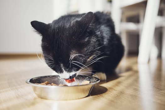 Close-up view of black cat while eating food from bowl at home.