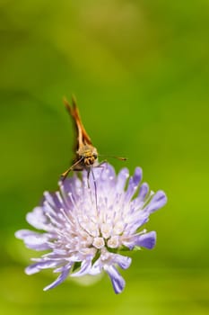 Frontal close-up of a Schwarzkolbigen Brown-Dickkopfalter (Latin: Thymelicus lineolus) sucking on a lilac-colored blossom.