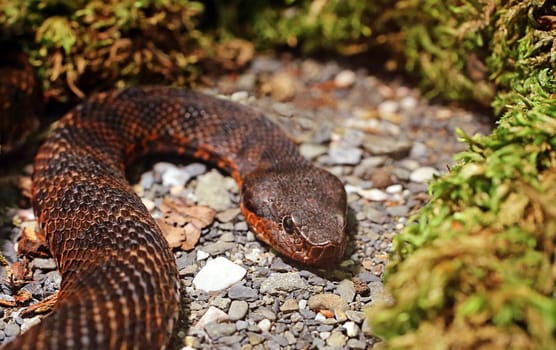 Closeup Aspisviper Vipera aspis