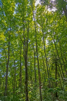Looking up in the Summer Forest in Killarney Provincial Park in Ontario, Canada