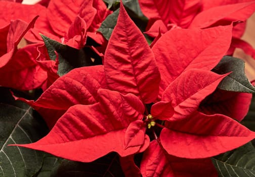 Background from red Poinsettia flowers. (Euphorbia Pulcherrima). Christmas flower.