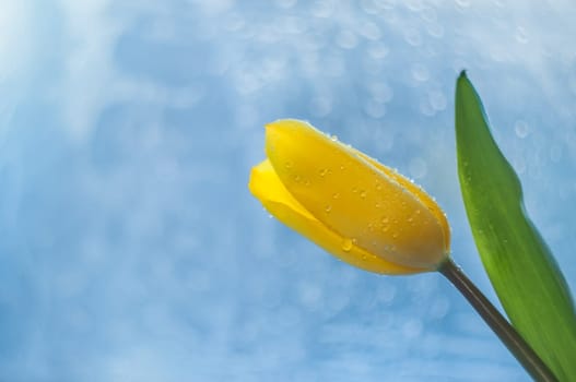 Yellow tulip with a green leaf and a stem with drops of dew on petals on a beautiful blue background.