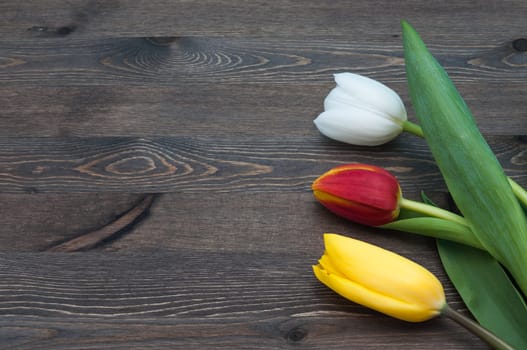 Three colored tulips against a backdrop of dark boards.