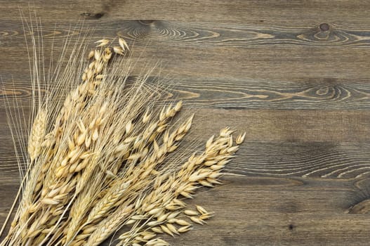 Wheat and barley ears in a sheaf in the lower left corner of the image on a table of wood.