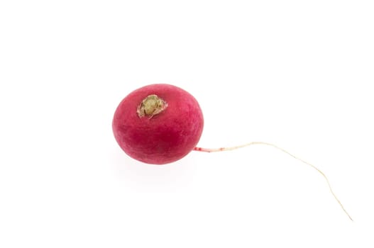 One red empty radish for salad. Isolated.
