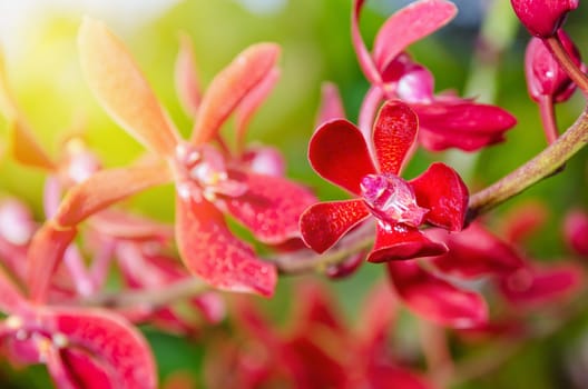 Close-up of red flowers and sunlight is a beautiful nature of Renanopsis Lena Rowold or Rhynchostylis Orchid on the branch of tree