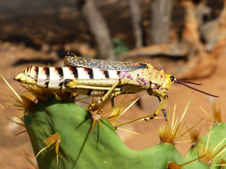 African locust