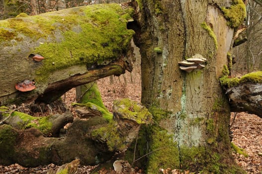 Deadwood