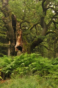Judgment oak