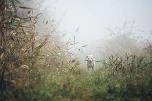 Dog in gloomy fog. Sad labrador retriever with stick in mouth on meadow in autumn.