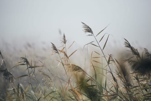 Close-up of reeds in gloomy autumn morning in nature.