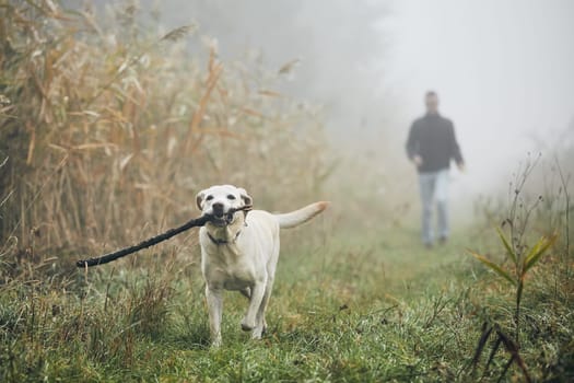 Young man playing with dog (labrador retriever) in autumn foggy morning.